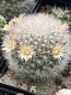 Preview: Mammillaria schwarzii